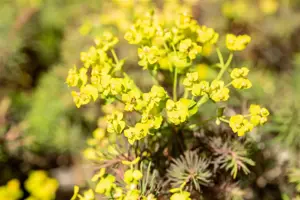 Euphorbia cyparissias 'Fens Ruby' - P9 - image 2