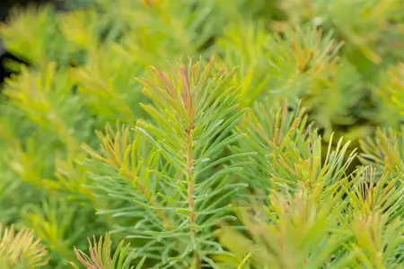 Euphorbia cyparissias 'Fens Ruby' - P9 - image 3