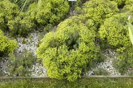 Euphorbia cyparissias 'Fens Ruby' - P9 - image 1