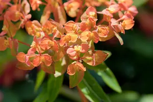Euphorbia 'Galaxy Glow'