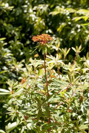 Euphorbia griffithii 'Beauty Orange' - P9