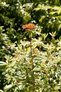 Euphorbia griffithii 'Beauty Orange'