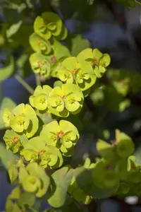 Euphorbia martinii - P9