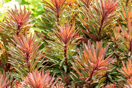 Euphorbia 'Miners Merlot' - P9