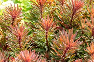Euphorbia 'Miners Merlot'