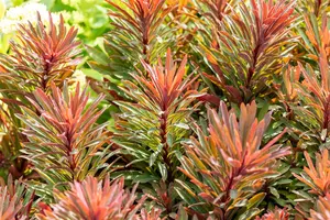 Euphorbia 'Miners Merlot' - P11
