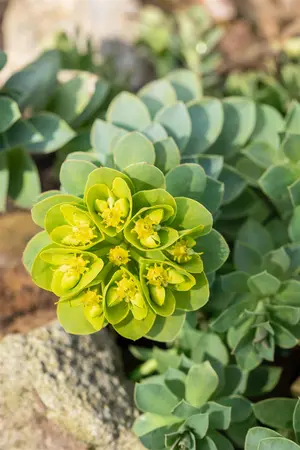 Euphorbia myrsinites - LINERS 24 CEL TRAY P9 SIZE - image 3