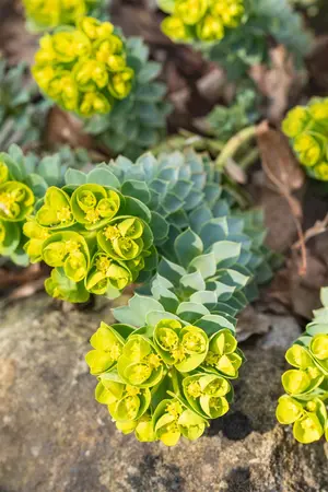 Euphorbia myrsinites - LINERS 24 CEL TRAY P9 SIZE - image 4