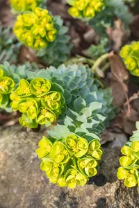 Euphorbia myrsinites - 2 Ltr pot - image 4