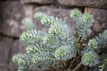 Euphorbia myrsinites - P9 - image 2