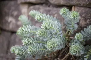 Euphorbia myrsinites - P9 - image 2