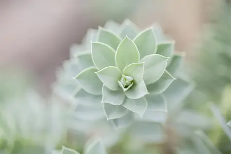 Euphorbia myrsinites - LINERS 24 CEL TRAY P9 SIZE - image 1