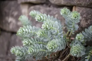 Euphorbia myrsinites - LINERS 24 CEL TRAY P9 SIZE - image 2