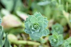 Euphorbia myrsinites - LINERS 24 CEL TRAY P9 SIZE - image 5