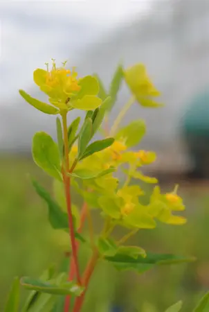 Euphorbia palustris - P9