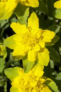 Euphorbia polychroma - P9 - image 4