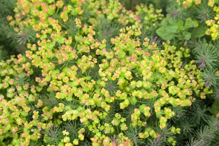 Euphorbia polychroma - P9 - image 2
