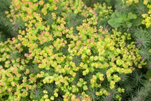Euphorbia polychroma - P9 - image 2