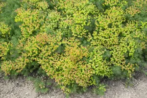 Euphorbia polychroma - P9 - image 3