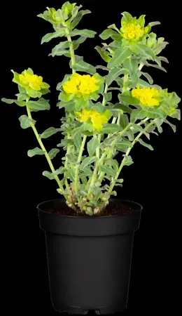 Euphorbia polychroma - P9 - image 5