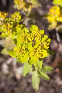 Euphorbia polychroma 'Purpurea' - P9