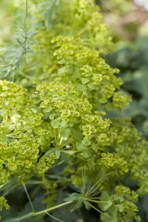 Euphorbia seguieriana niciciana - P9 - image 2