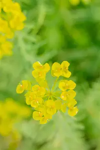 Euphorbia seguieriana niciciana - P9 - image 4