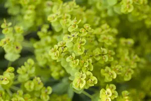 Euphorbia seguieriana niciciana