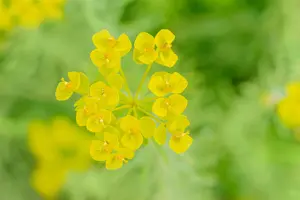 Euphorbia seguieriana niciciana - P9 - image 3