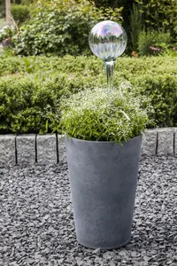 EUPHORBIA SILVER EDGE 2L - image 4