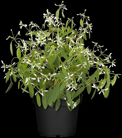 EUPHORBIA SILVER EDGE 2L - image 2