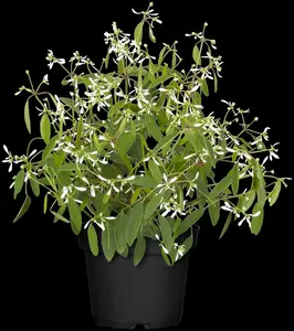 EUPHORBIA SILVER EDGE 2L - image 2