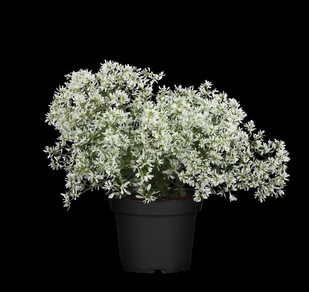 EUPHORBIA SILVER EDGE 2L - image 4