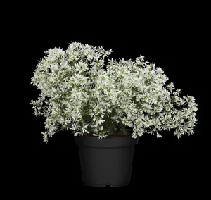EUPHORBIA SILVER EDGE 2L - image 4