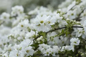 Exochorda macrantha 'The Bride' - 30-40 CM C3.5 - image 4