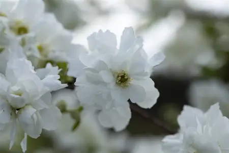 Exochorda macrantha 'The Bride' - 30-40 CM C3.5 - image 5