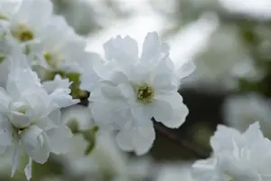 Exochorda macrantha 'The Bride' - 30-40 CM C3.5 - image 5