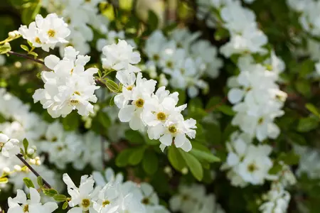 Exochorda macrantha 'The Bride' - 60-80 CM C4 - image 3