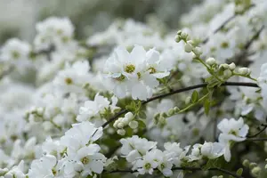 Exochorda macrantha 'The Bride' - 60-80 CM C4 - image 4