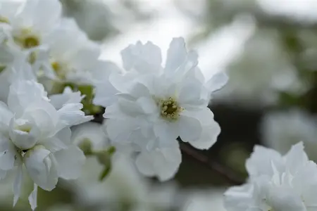 Exochorda macrantha 'The Bride' - 60-80 CM C4 - image 5