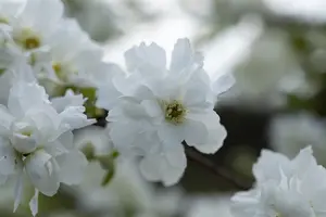 Exochorda macrantha 'The Bride' - 60-80 CM C4 - image 5