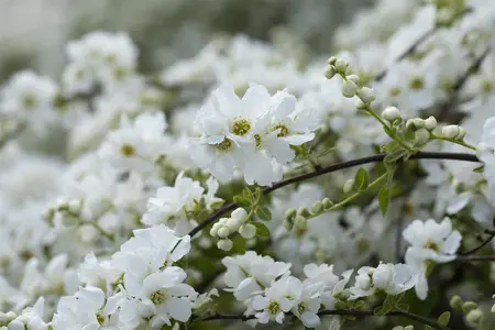 Exochorda macrantha 'The Bride' - 40-50 CM C3 - image 4