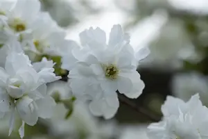 Exochorda macrantha 'The Bride' - 60-80 CM C2.5 - image 3