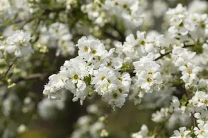 Exochorda macrantha 'The Bride' - 60-80 CM C2.5 - image 5