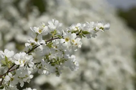 Exochorda macrantha 'The Bride' - 100-125 CM RB - image 4