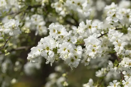 Exochorda macrantha 'The Bride' - 100-125 CM RB - image 5