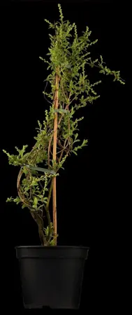 Exochorda macrantha 'The Bride' - 175-200 CM C50 - image 1