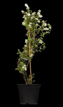 Exochorda macrantha 'The Bride' - 60-80 CM C4 - image 2