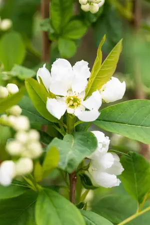 Exochorda rac. 'Blushing Pearl' - P9 - image 2