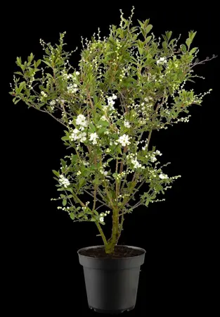 Exochorda rac. 'Blushing Pearl' - 2 Ltr, 3 canes - image 2